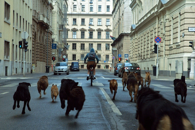 A guy riding his bike down a city street with several dogs chasing him.