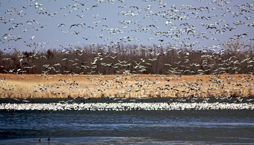 A huge flock of snow geese on a lake with many taking off in flight.