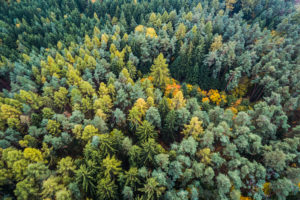 A forest in the autumn, seen from above.