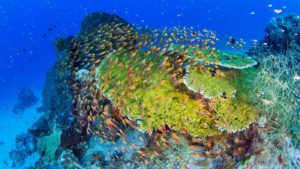 A school of brightly colored fish in the ocean.