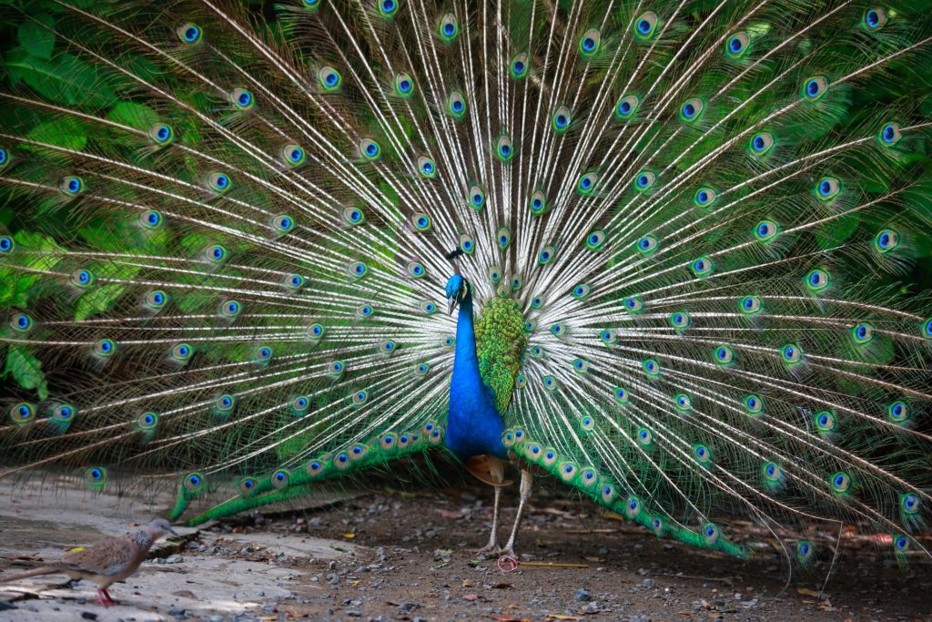 A peacock showing his plumage.