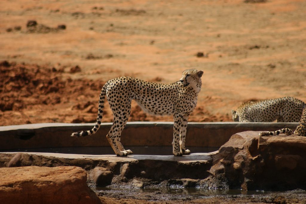 2 cheetahs standing around in the wild.