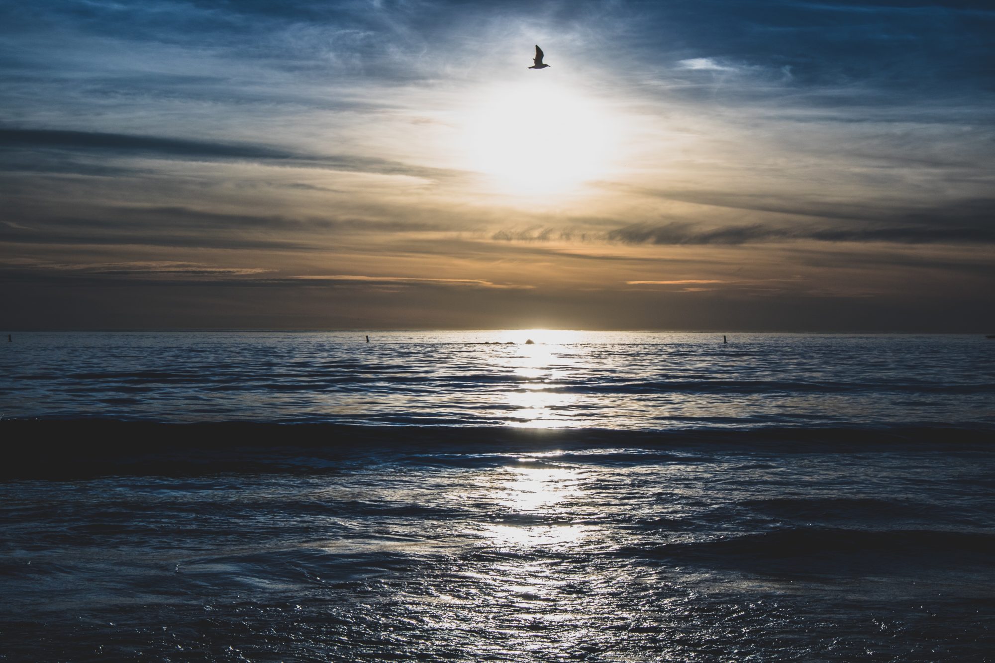 A bird flying over the ocean with the sun rising.