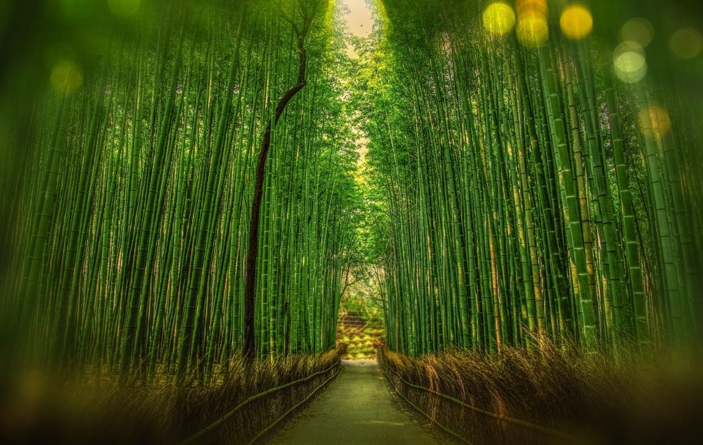A path through huge bamboo plants.