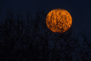 An orange, full moon seen through bare trees at night.