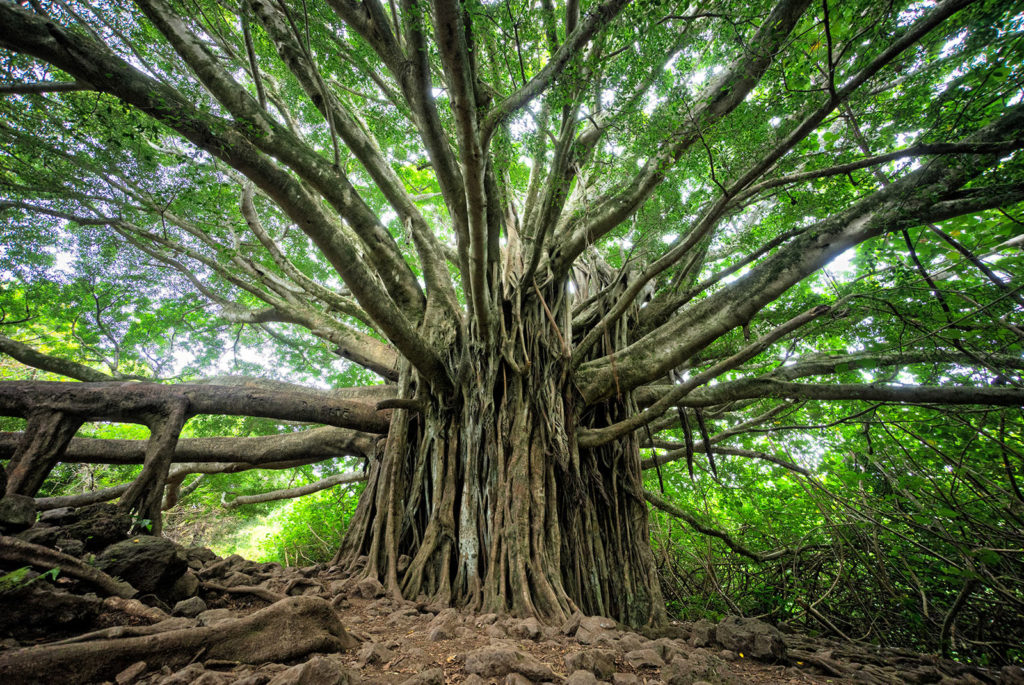 An enormous banyan tree.