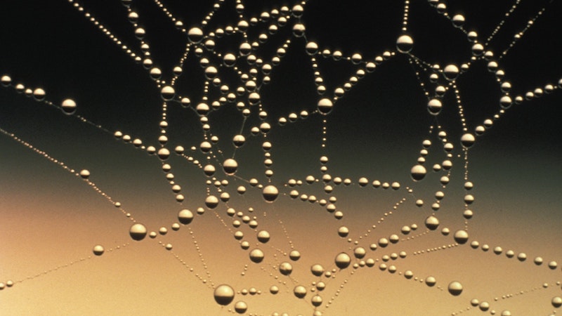Drops of water on a spider web.